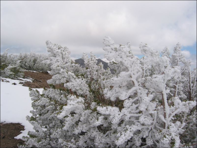 2005-06-18 Relay Peak (11) Snow the previous night cause icy formation on bushes